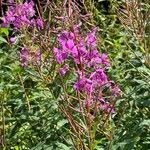 Epilobium angustifoliumFlor