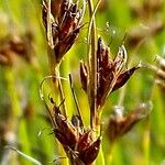 Rhynchospora fusca Flower