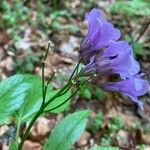 Cardamine pentaphyllos Plod