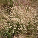 Pennisetum pedicellatum 整株植物