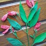 Ruellia brevifoliaLeaf