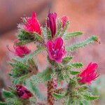 Echium horridum Floare