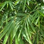 Bambusa multiplex Hostoa