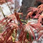 Acer japonicum برگ