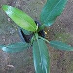 Philodendron martianum Leaf