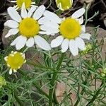 Tripleurospermum maritimum Floro