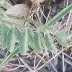 Astragalus onobrychis Fuelha