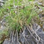 Astragalus alopecurus 形態