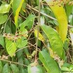 Trichostigma octandrum Hoja