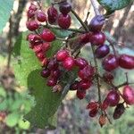 Viburnum dilatatumফল