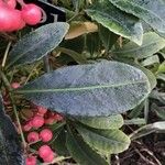 Ardisia crenata ഇല