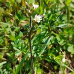 Cerastium holosteoides പുഷ്പം