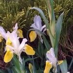 Iris albicans Blatt