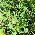 Crotalaria pycnostachya Blodyn