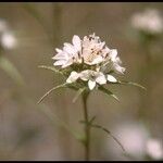 Calycadenia multiglandulosa फूल