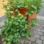 Tropaeolum majus অভ্যাস