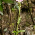 Veronica fruticulosa Máis