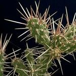 Cylindropuntia whipplei Foglia