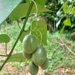 Tamarillo Solanum betaceum Cav.Froito