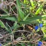 Commelina forskaolii Lapas