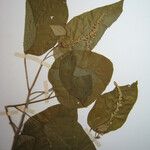 Croton palanostigma