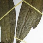 Duguetia eximia Otro