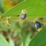 Miconia dependens Fruit