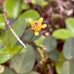 Acmella uliginosa Цветок