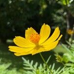 Cosmos sulphureus Kvet