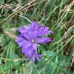 Campanula glomerataFlors