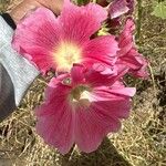 Alcea setosa Flower