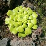 Aeonium castello-paivae पत्ता