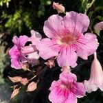 Podranea ricasoliana 花