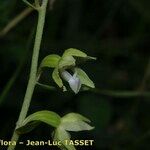 Epipactis rhodanensis Flower