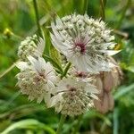 Astrantia major 花