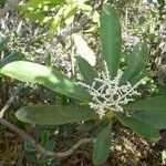 Tapeinosperma lenormandii Bloem