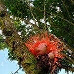 Brownea rosa-de-monte Flower