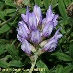 Astragalus leontinus Blomst