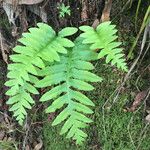 Polypodium californicum Hoja