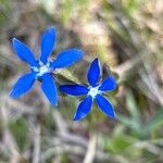 Gentiana utriculosa Flor