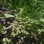 Heliotropium foertherianum Květ