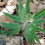 Kalanchoe serrata Folio