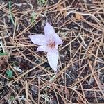 Colchicum variegatum Cvet