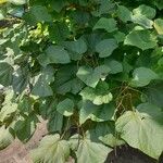 Catalpa bungei Blatt