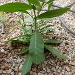 Nicotiana obtusifoliaBlad