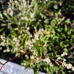 Fallopia baldschuanica Flower