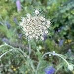 Visnaga daucoidesFlower