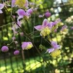 Thalictrum aquilegiifolium花