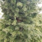 Cedrus libani Blad