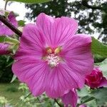 Malva ? Lavatera ?Flower